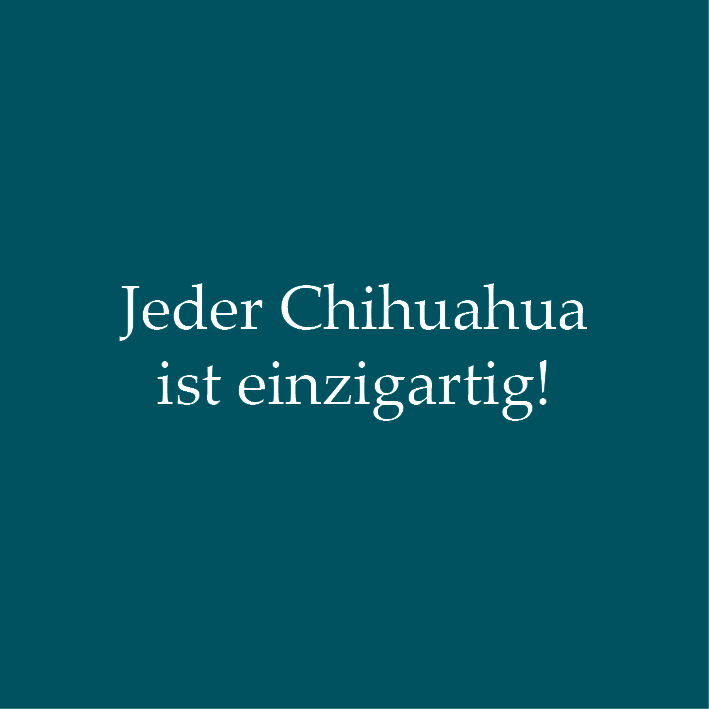 Jeder Chihuahua ist einzigartig