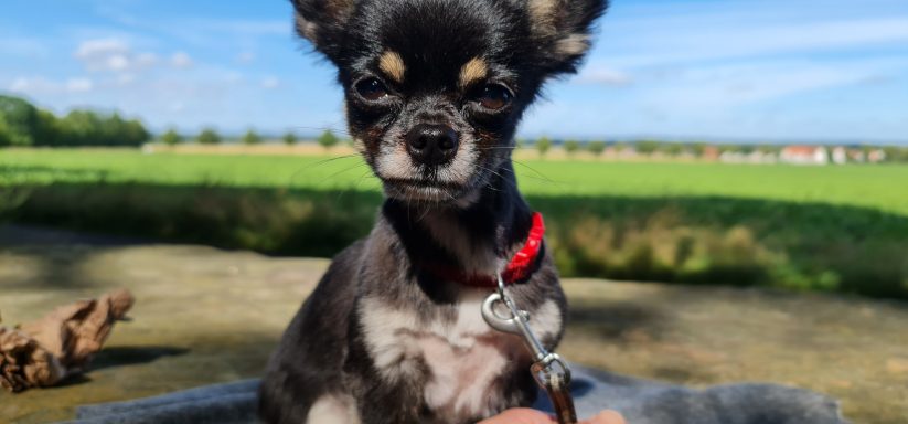 Spezialisierte Ernaehrung fuer Chihuahuas